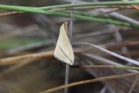 Rhodometra sacraria