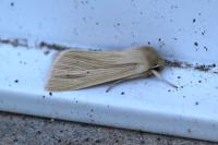 Mythimna pallens