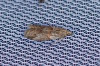 Acrobasis bithynella