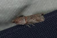 Acrobasis bithynella