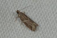 Nyctegretis lineana