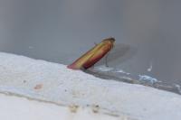 Oncocera semirubella
