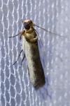 Denticera divisella