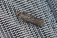 Epischnia prodromella