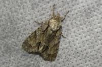 Acronicta psi/tridens