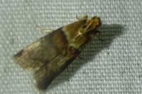 Acrobasis repandana