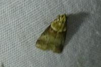 Acrobasis repandana