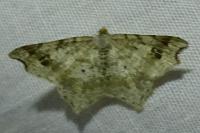 Macaria alternata