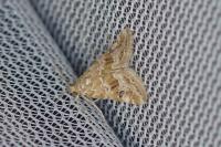 Hellula undalis