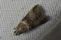 Acrobasis tumidana