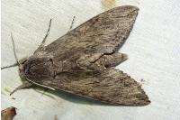 Agrius convolvuli