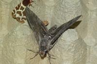 Agrius convolvuli