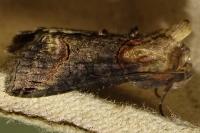 Abrostola triplasia