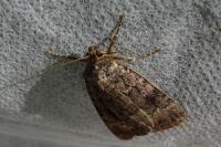 Amphipyra pyramidea/Amphipyra berbera