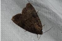 Amphipyra pyramidea/Amphipyra berbera