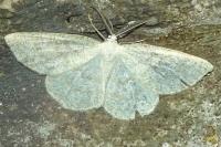Cabera exanthemata