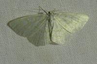 Cabera exanthemata