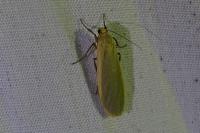 Collita griseola