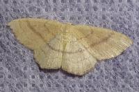 Cyclophora linearia