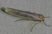 Eilema caniola
