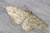 Ectropis crepuscularia