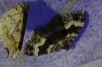 Epirrhoe alternata