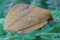 Euthrix potatoria