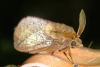 Euthrix potatoria