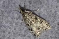 Eudonia