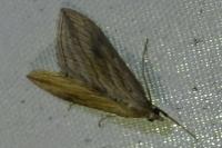 Evergestis forficalis