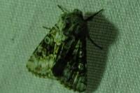 Hecatera bicolorata