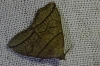 Herminia grisealis