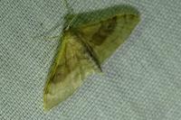 Idaea degeneraria