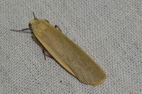 Katha depressa