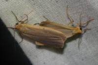 Katha depressa
