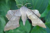 Laothoe populi