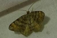 Macaria liturata