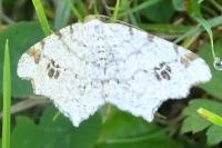 Macaria notata