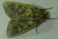 Mamestra brassicae