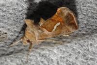 Macdunnoughia confusa