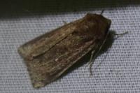 Mythimna ferrago