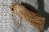Mythimna impura