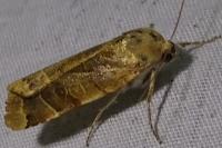 Noctua fimbriata