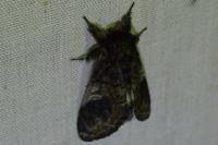 Notodonta tritophus