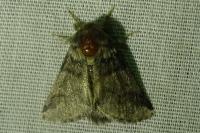 Thaumetopoea processionea