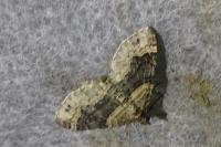 Xanthorhoe ferrugata
