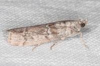 Dioryctria pineae