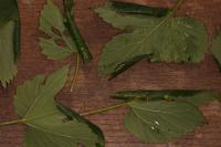 Patania ruralis