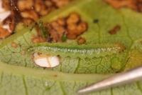 Patania ruralis
