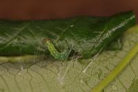 Patania ruralis